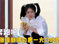 娱乐吃瓜直播白鹿,娱乐圈幕后花絮与个人魅力大放异彩