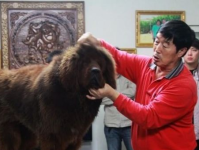 藏獒的饲养,从幼犬到成犬的护理与喂养秘诀