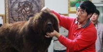 藏獒的饲养,从幼犬到成犬的护理与喂养秘诀